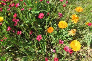 Blumen auf Naju Wiese Wieseck