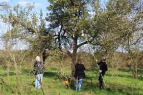 Ernte auf der Streuobstwiese