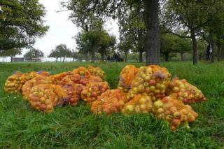Äpfel nach der Ernte in Säcken