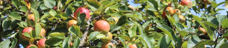 reife Äpfel am Baum