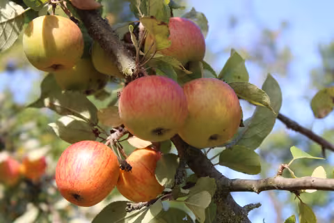 reife Äpfel am Baum