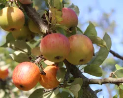 reife Äpfel am Baum